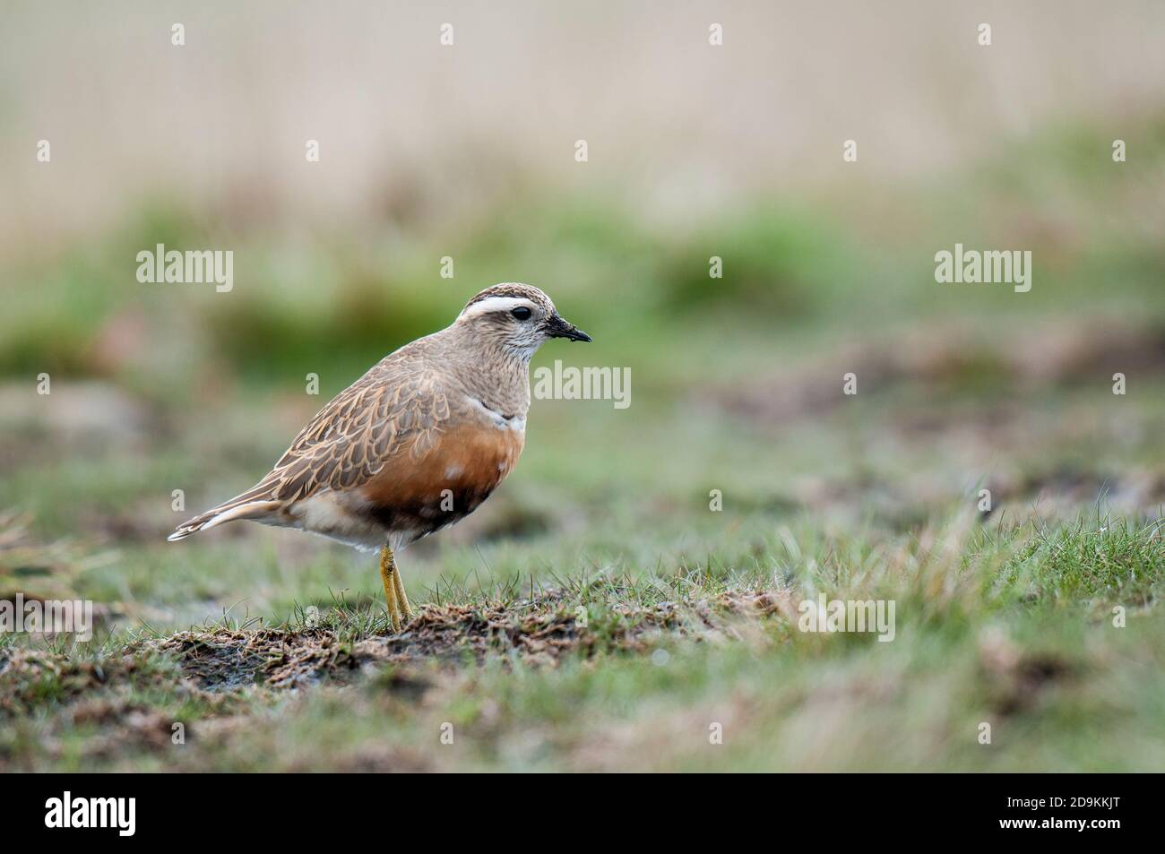 Dotterel (Charadrius morinellus), adult male on migration resting on the top of Pendle Hill in the Forest of Bowland Area of Outstanding Natural Beaut Stock Photo