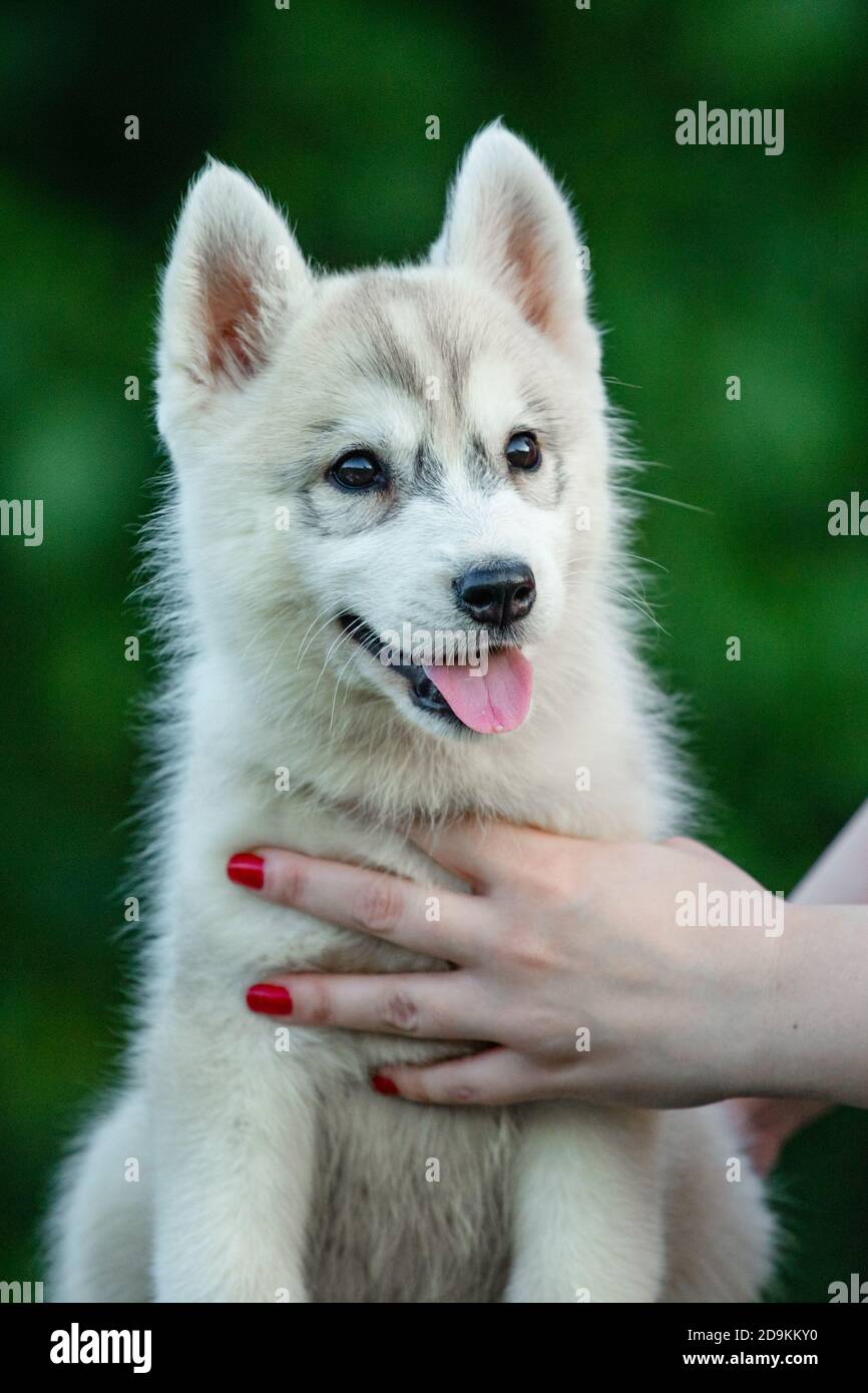 Woman Holds Black And White Colored Siberian Husky Puppy In Her Hands Young Dog Isolated With Green Background Stock Photo Alamy