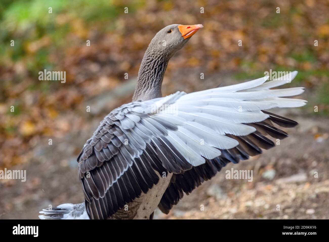 Close up image of a domestic grey and white coloured landaise goose with bright orange beak flapping its wings. Blurry green, brown, yellow background. Stock Photo