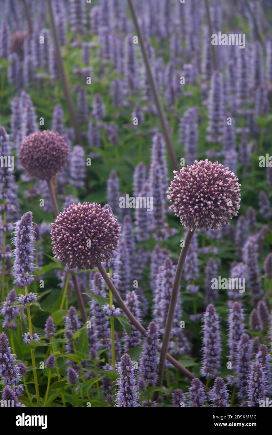 Anise hyssop blue giant hyssop and Allium in the gardens of the