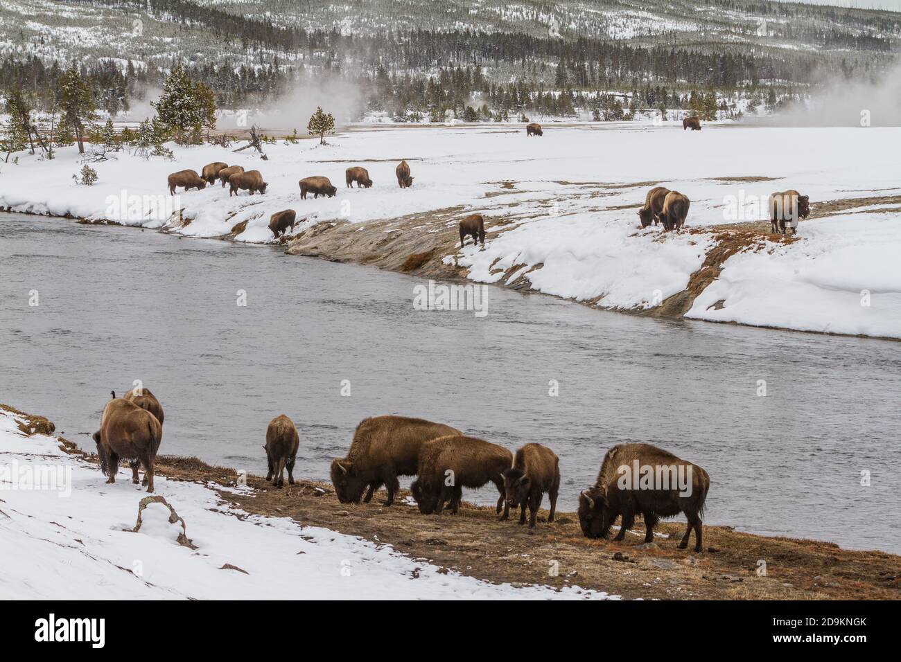 American bison grazing in the snow along the Firehole River in the Lopper Geyser Basin of Yellowstone National Park, Wyoming, USA. Stock Photo