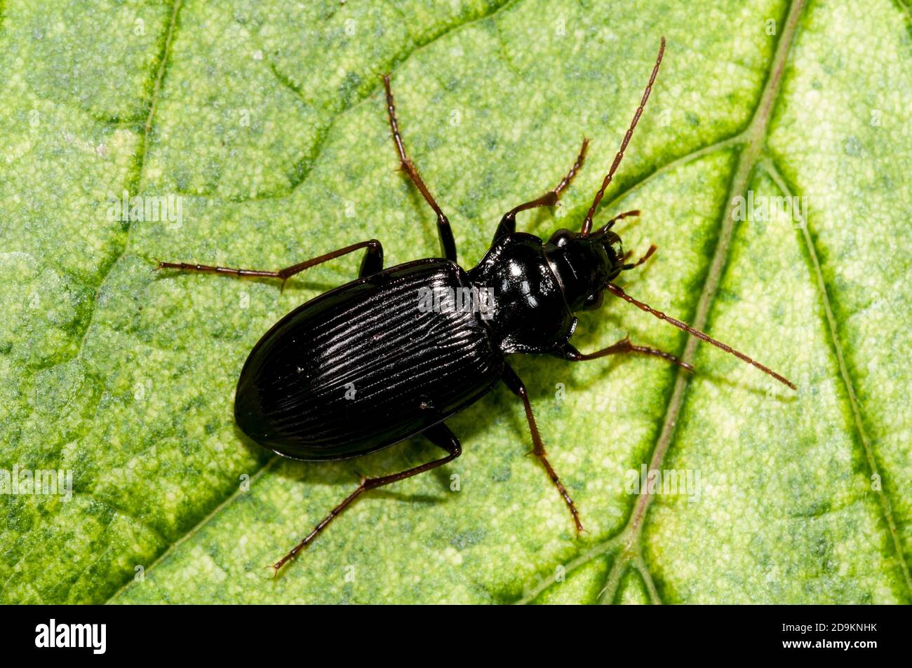 An adult ground beetle (Nebria brevicollis) resting on a leaf in a garden in Thirsk, North Yorkshire. June. Stock Photo