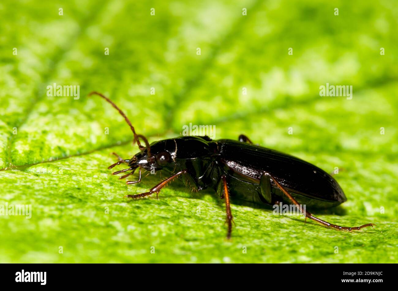 An adult ground beetle (Nebria brevicollis) resting on a leaf in a garden in Thirsk, North Yorkshire. June. Stock Photo