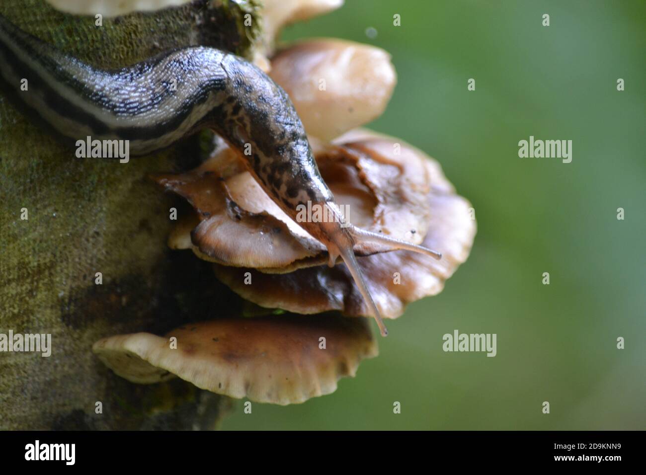 Leopard Slug on tree stump and fungi - Limax maximus - Wet Woodland - Yorkshire - UK Stock Photo