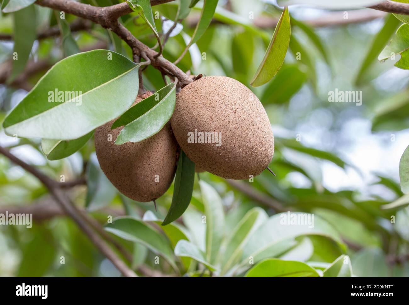 Sapodilla fruit on the tree in the garden Stock Photo