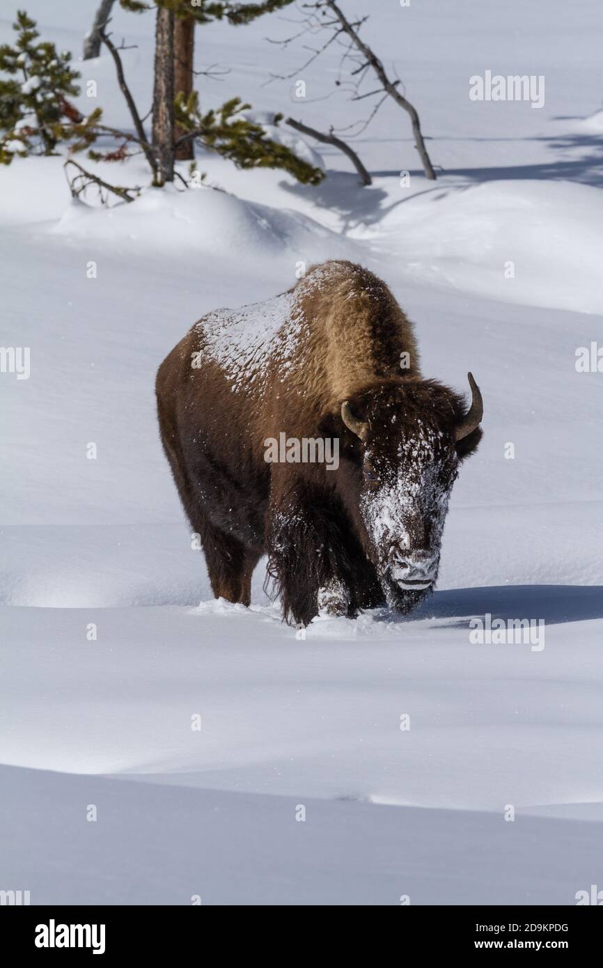 An American bison in the snow in Yellowstone National Park, Wyoming ...