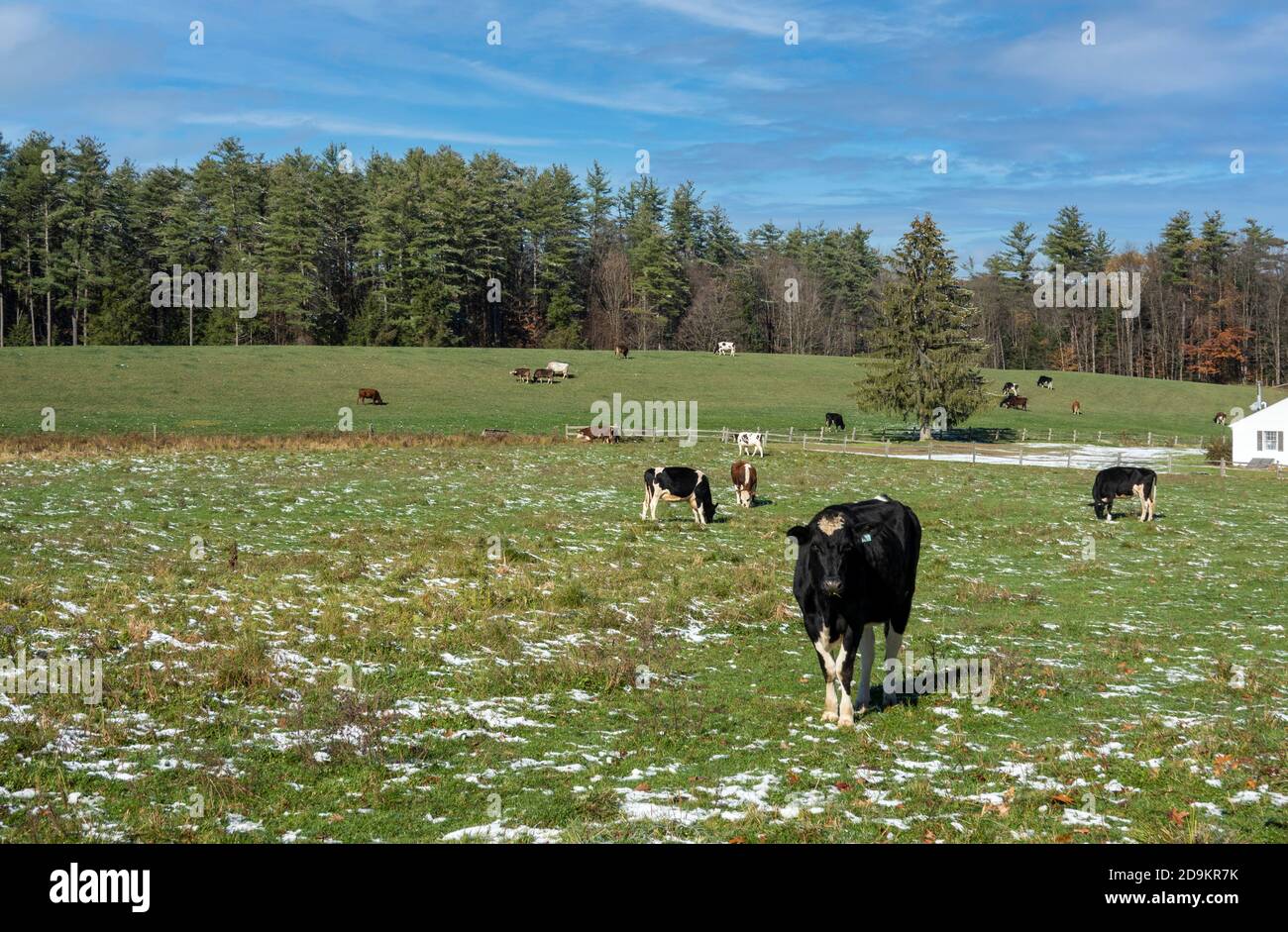 Walpole, New Hampshire, USA. 2020.  Cattle grazing on a New Hampshire farm in late autumn. A sunny day with a litght covering of snow on the field. Stock Photo