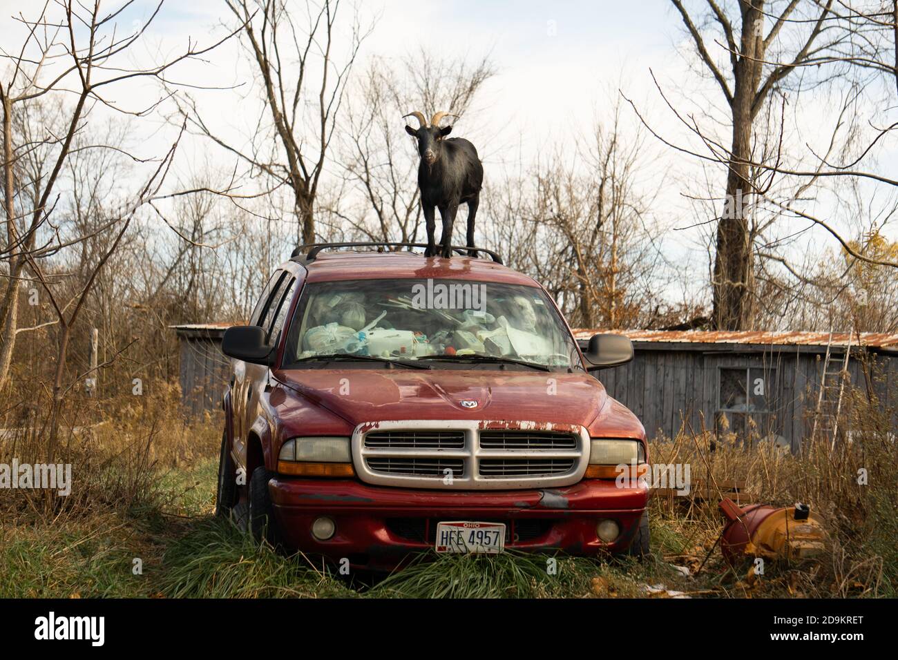Goat Stands on Junked car ominously Stock Photo