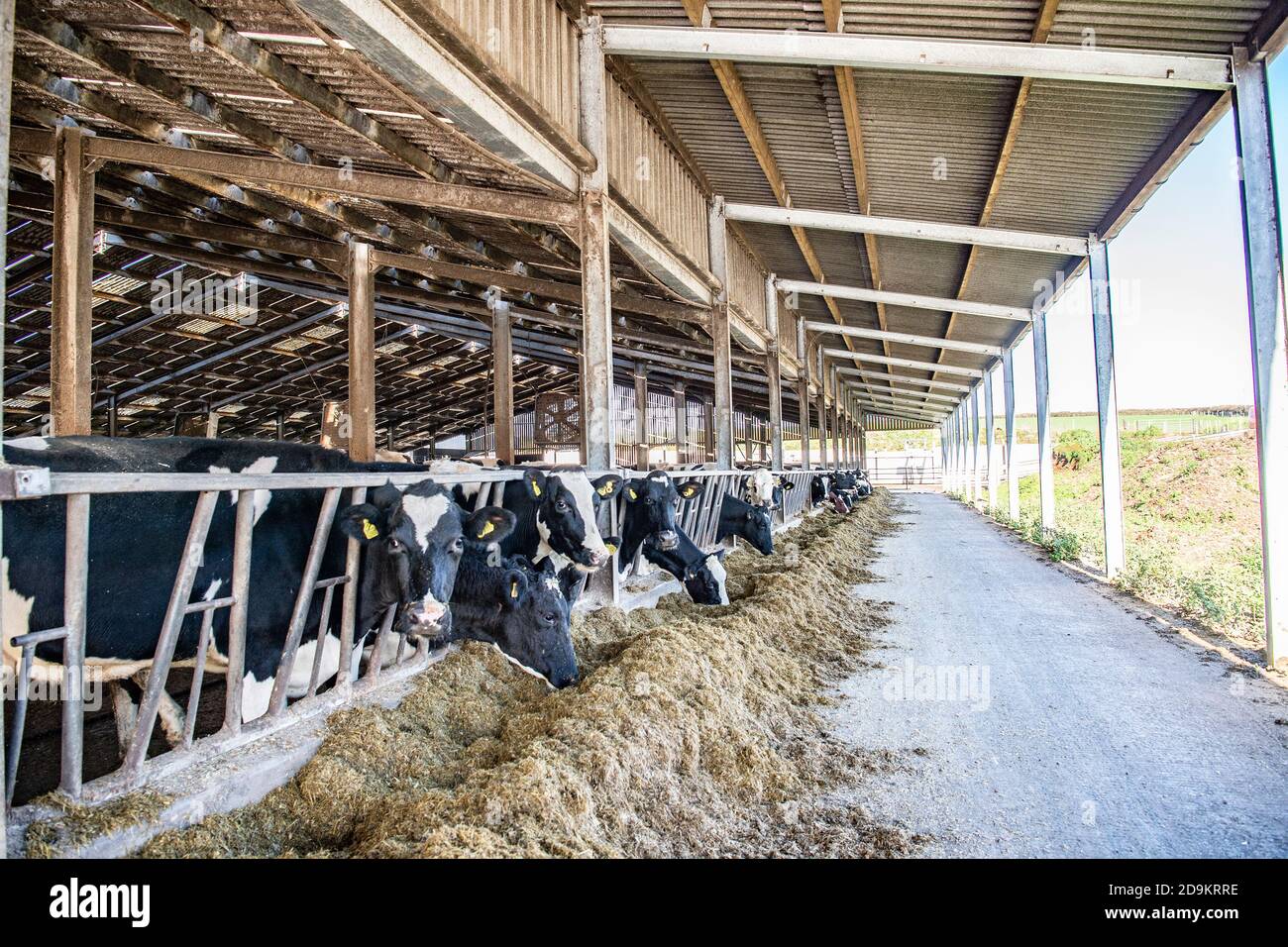 dairy cattle eating silage indoors in winter Stock Photo