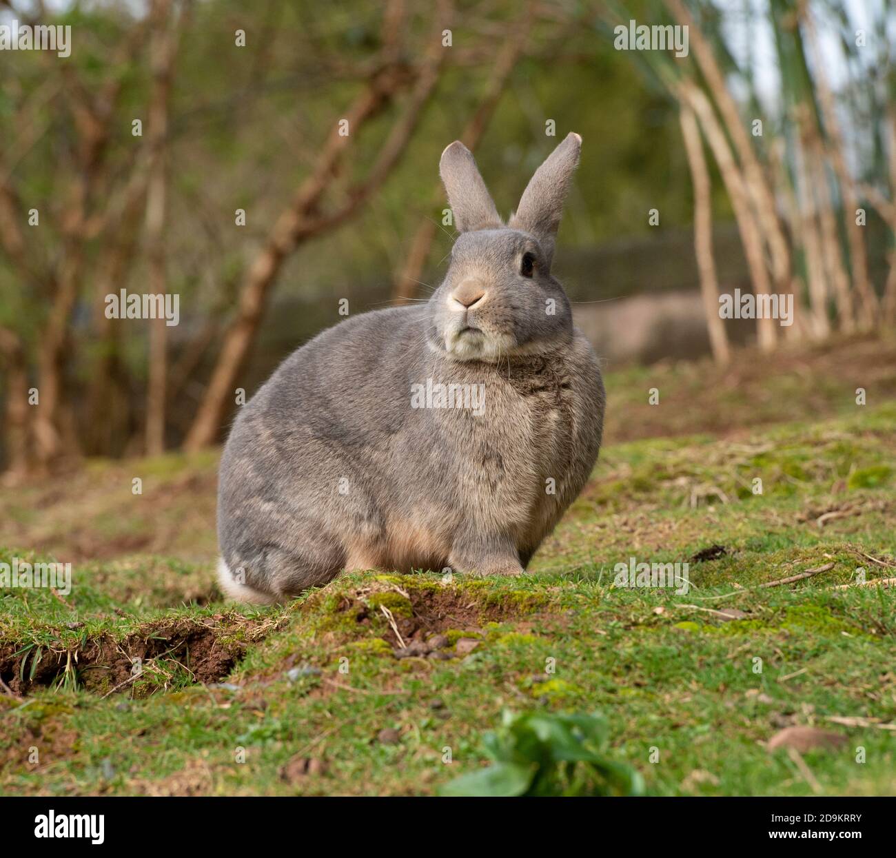 domesticated rabbit escaped into wild Stock Photo