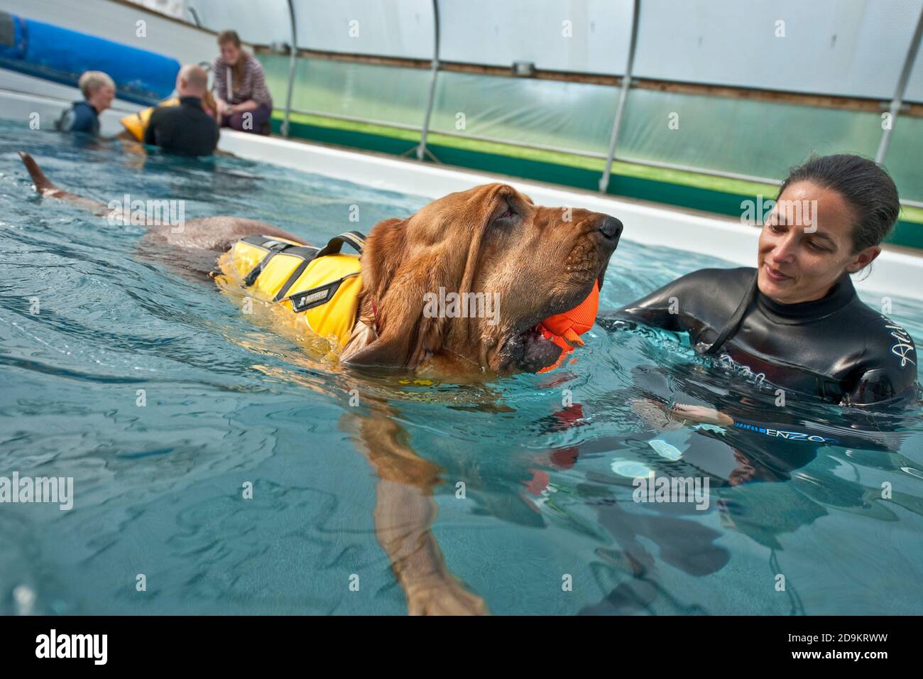 bloodhound dog having hydrotherapy Stock Photo