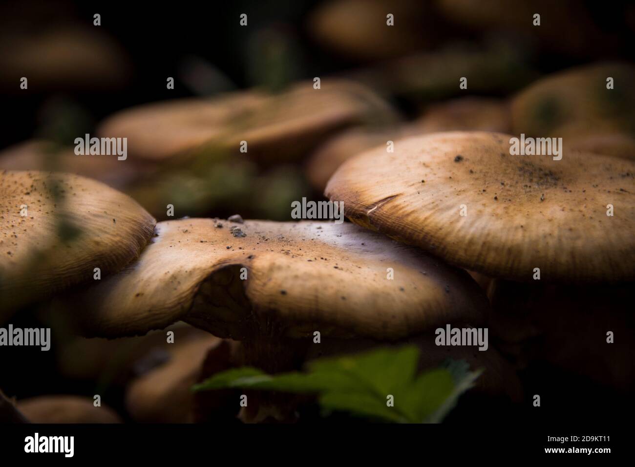 Beautiful set of wild mushrooms on the forest ground with gorgeous light enhancing the composition Stock Photo