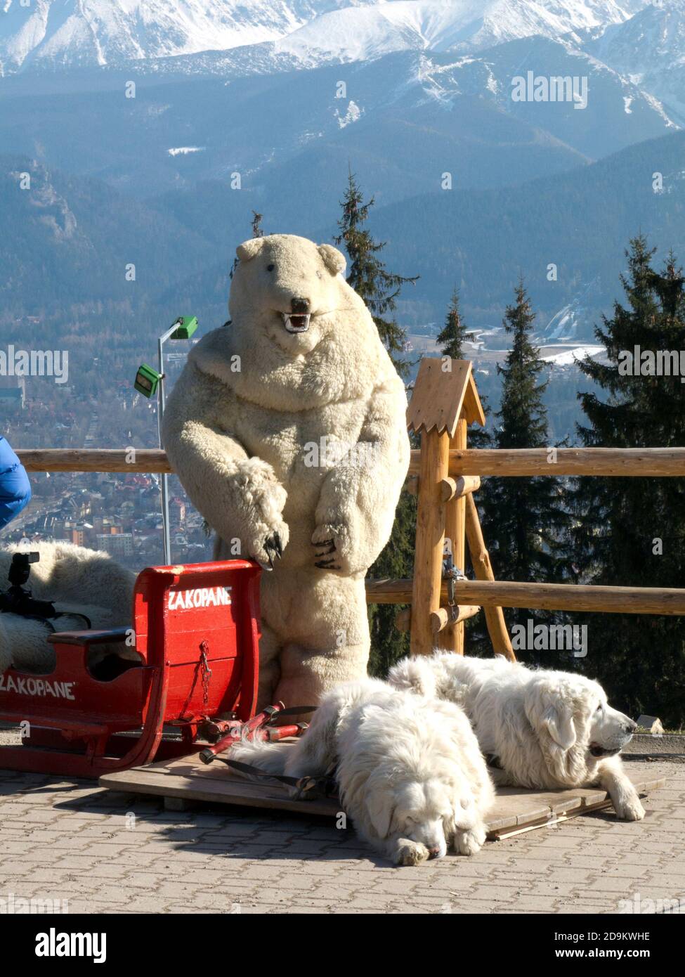 mountain dogs and statue of white bear, Tatra Mountains, Zakopane, Poland Stock Photo