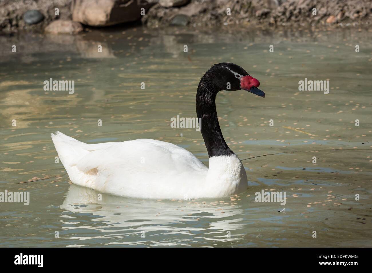 The Black-necked Swan, Cygnus melanocoryphus, is the largest waterfowl native to South America.  It ranges from southern Brazil and Paraguay to Tierra Stock Photo