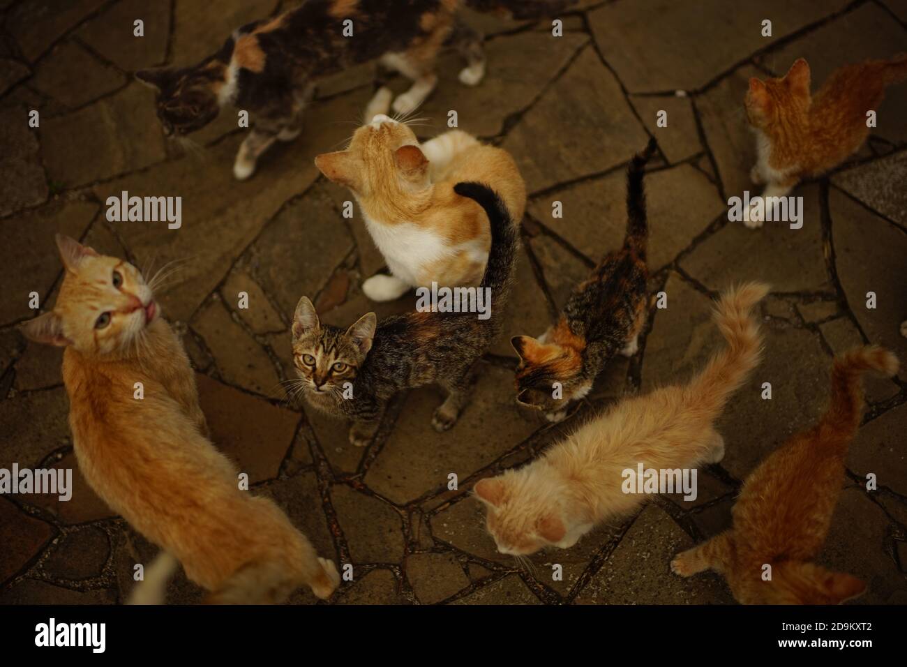 Cats crowd hires stock photography and images Alamy