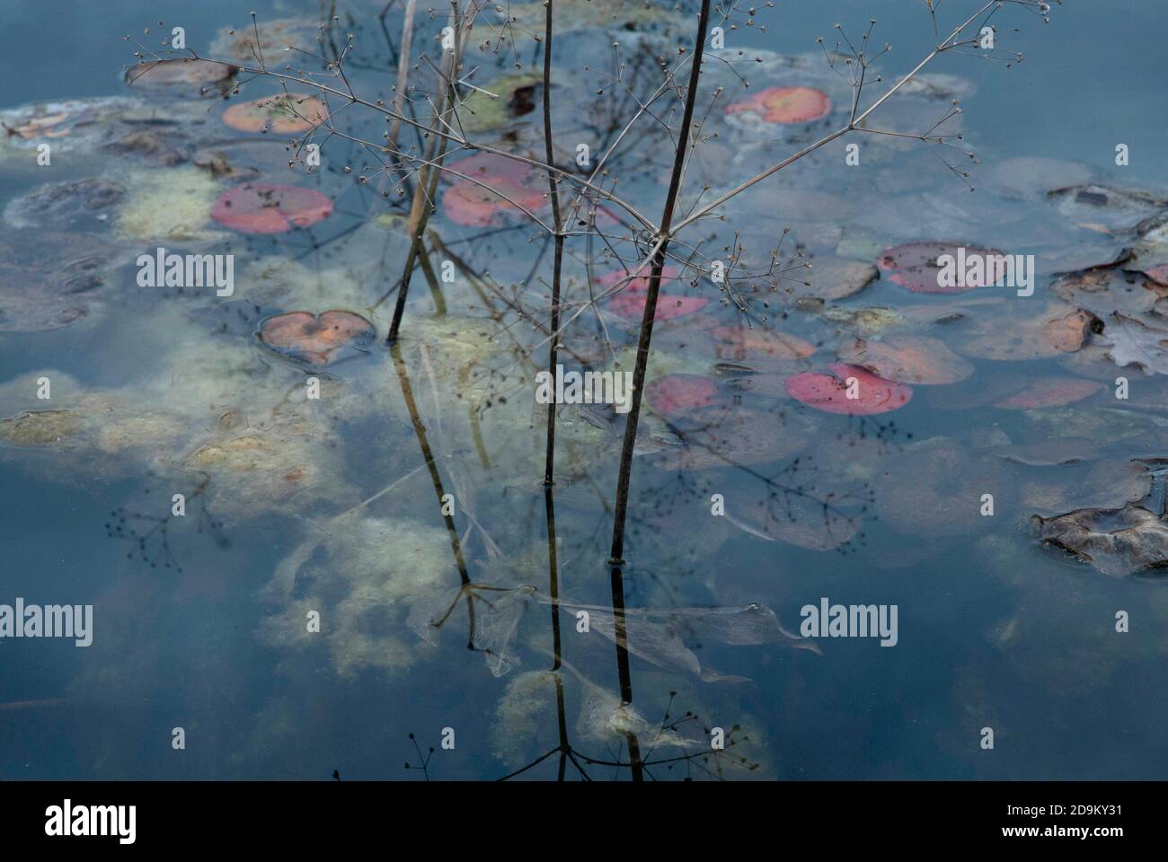 Reflections of the leaves of water lilies in the raised pool of the