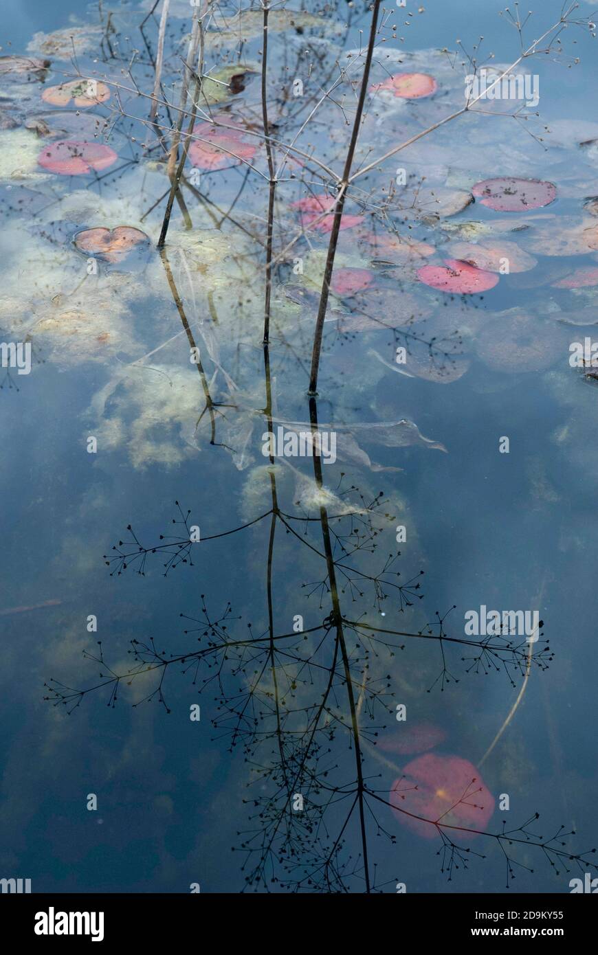 Reflections of the leaves of water lilies in the raised pool of the