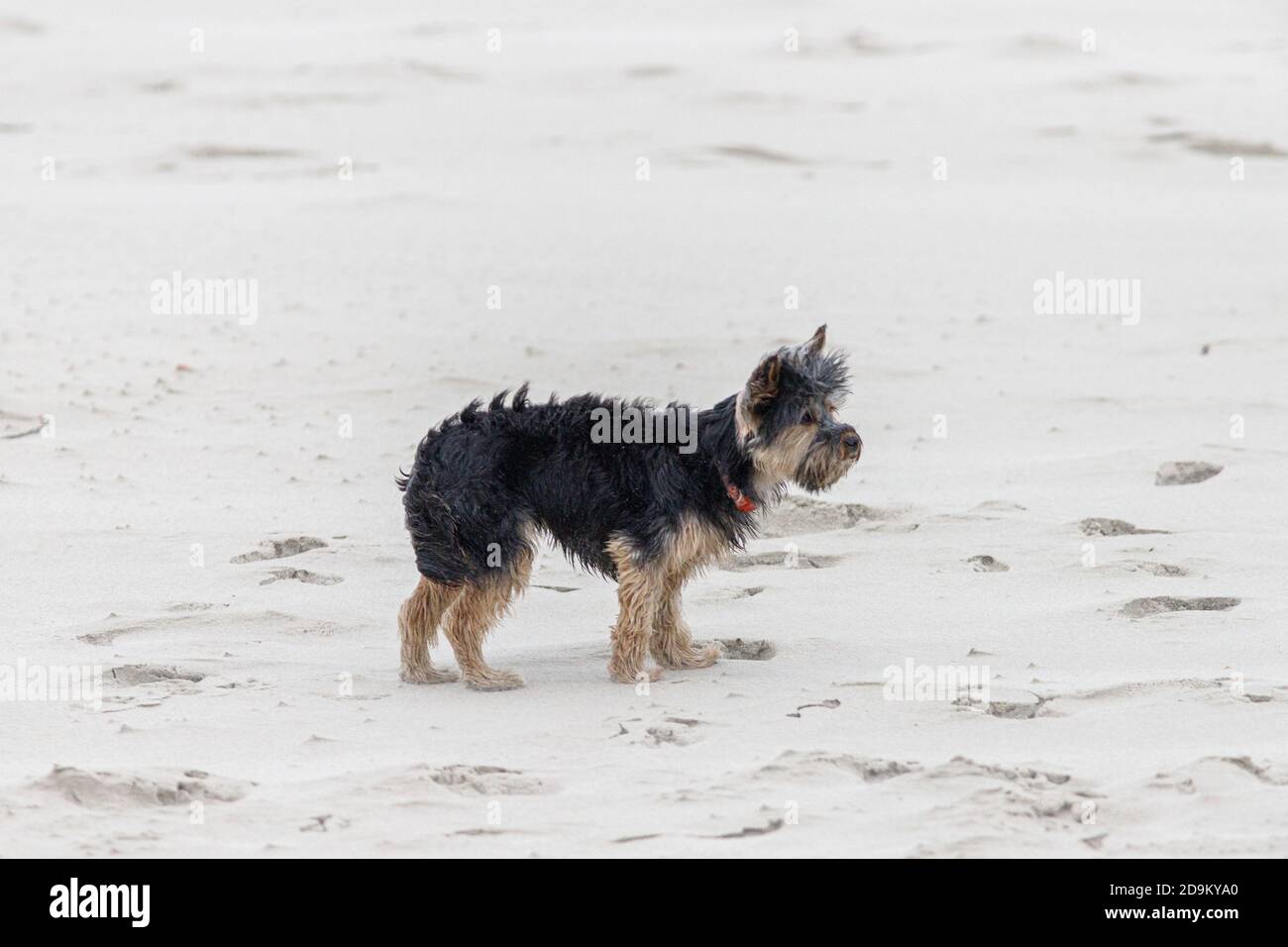 Leisure, sea, people - relaxation on the Wadden Sea. Dog, Yorkshire Terrier stands in the sand and looks after its people. Stock Photo