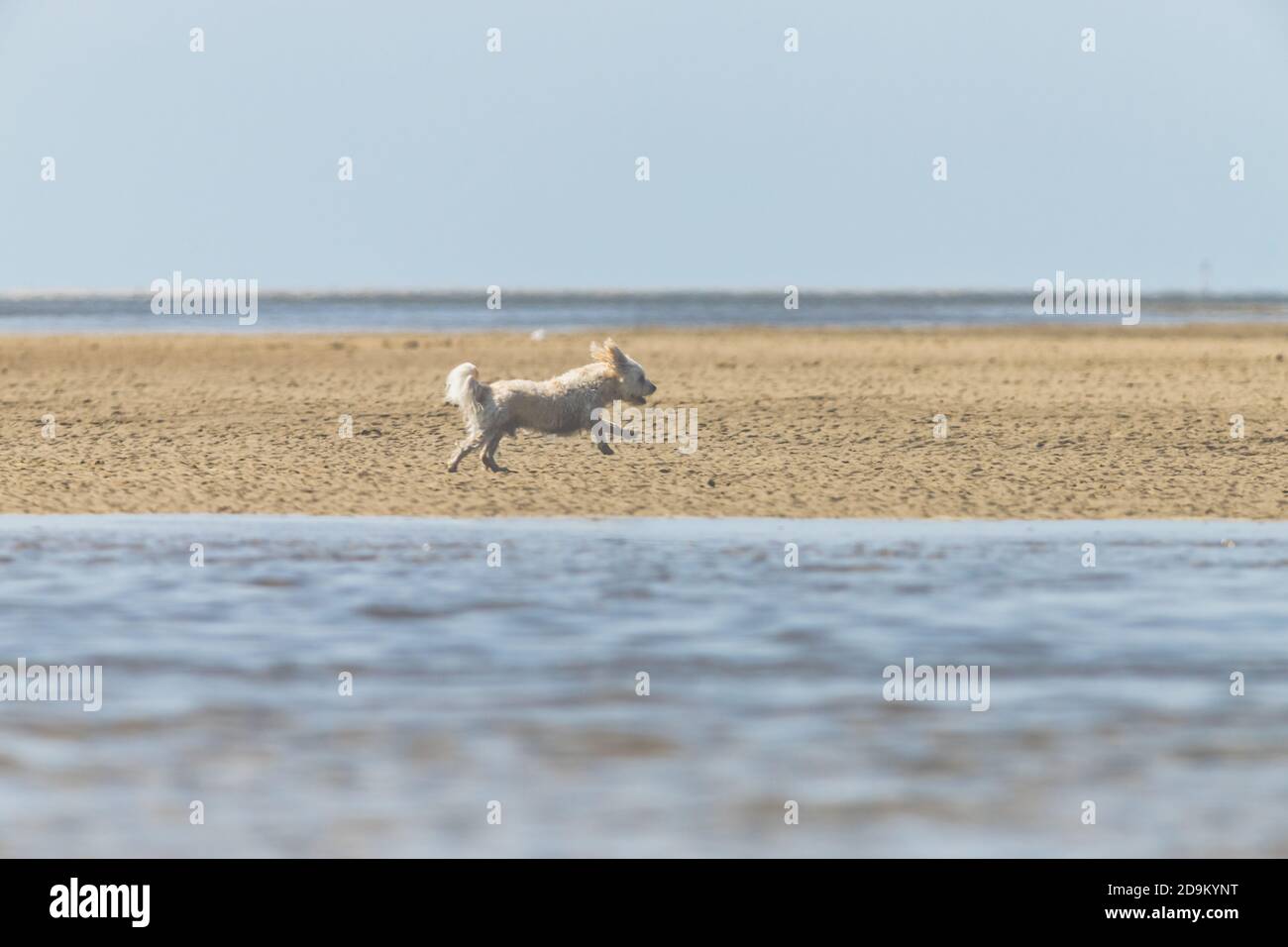 Leisure time and the sea - on the Wadden Sea. A small white dog runs and jumps across the beach and is happy. Stock Photo