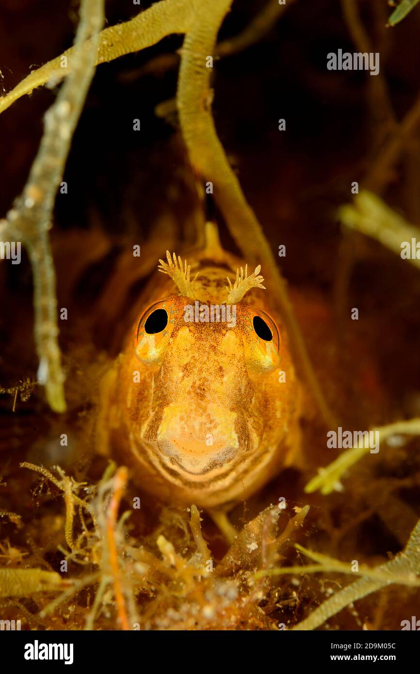 Horned slimy fish, Parablennius tentacularis, Tamariu, Costa Brava, Spain, Mediterranean Stock Photo