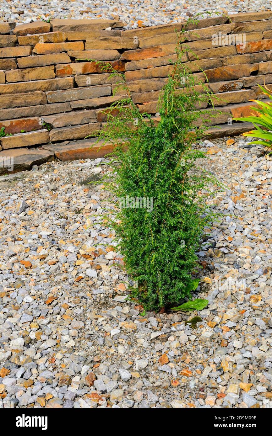Dwarf juniperus communis or juniper common in stony garden landscape - ornamental conifer. Decorative evergreen coniferous plant for gardening, landsc Stock Photo