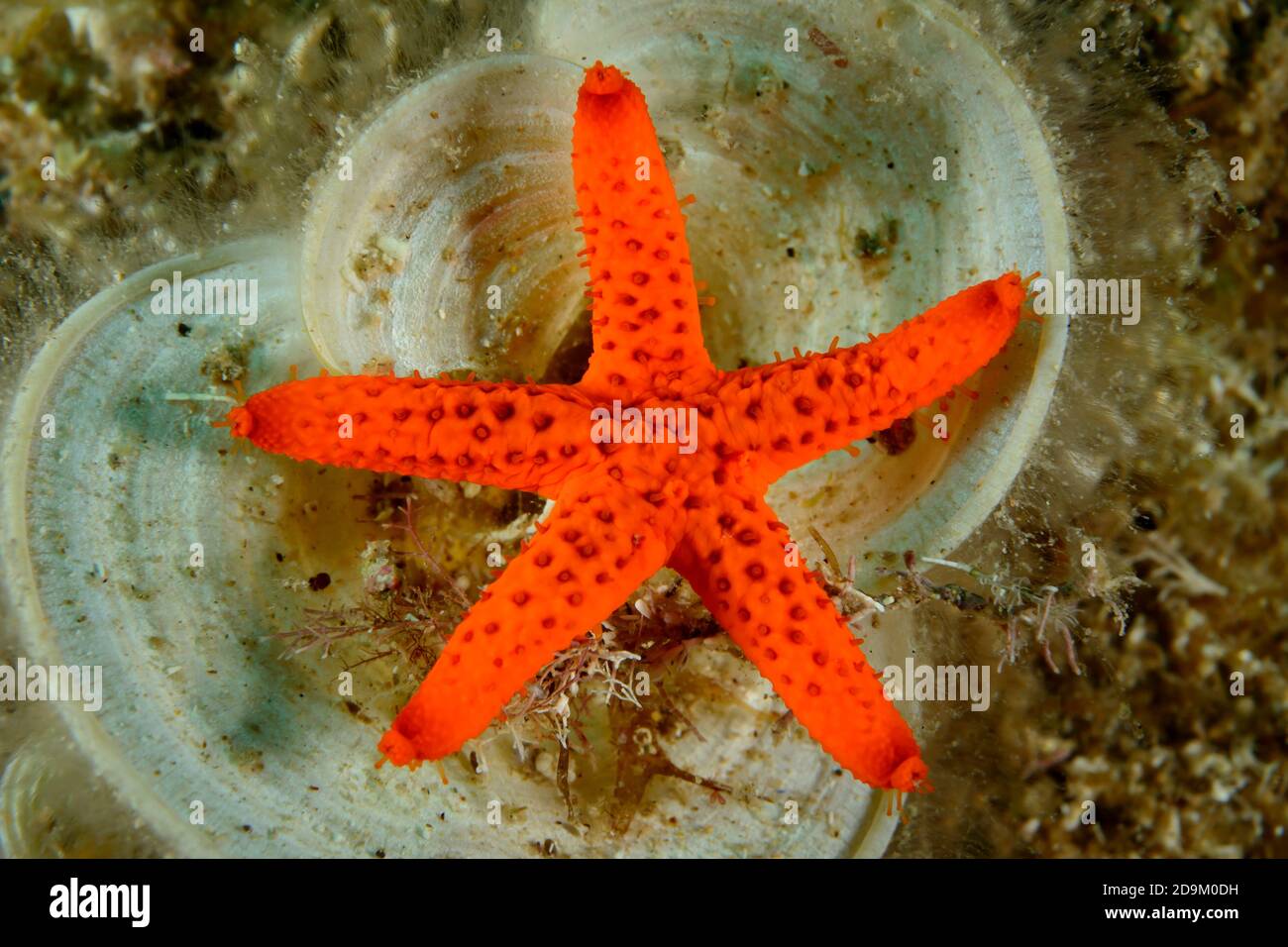 Red starfish or blood star on a funnel algae, Echinaster sepositus on Padina pavonica, Tamariu, Costa Brava, Spain, Mediterranean Stock Photo