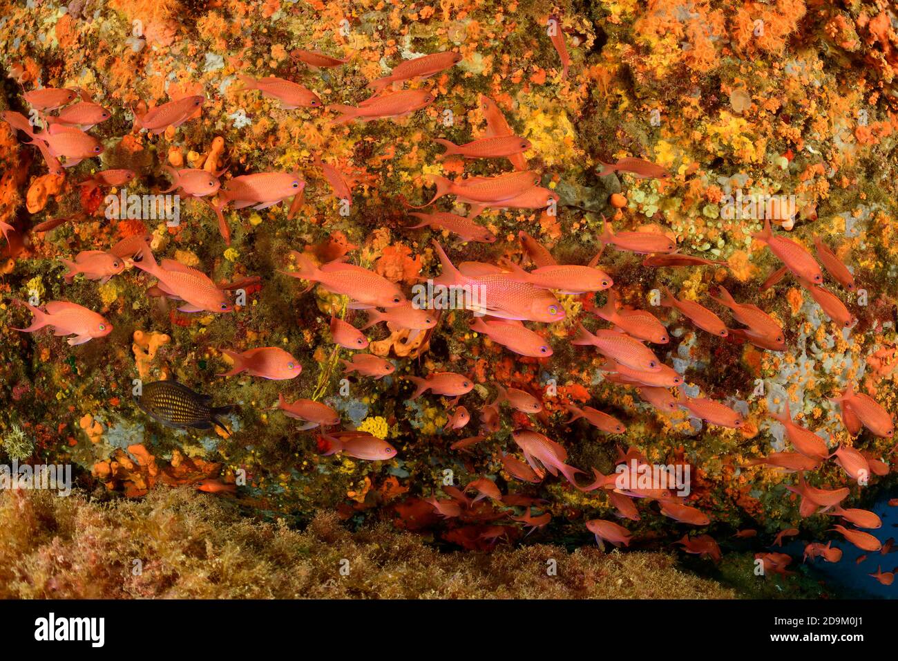 Anthias in the coral reef with anemones, Anthias anthias, Tamariu, Costa Brava, Spain, Mediterranean Stock Photo