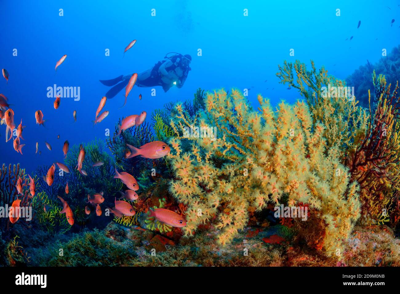 Shrub coral with Mediterranean anthias and diver, Savalia savaglia with Anthias anthia, Tamariu, Costa Brava, Spain, Mediterranean Anthiadinae Stock Photo