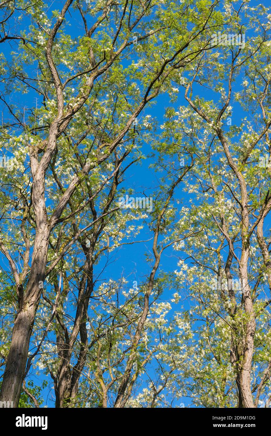 Acacia, Acacieae, blossom, sky, spring Stock Photo