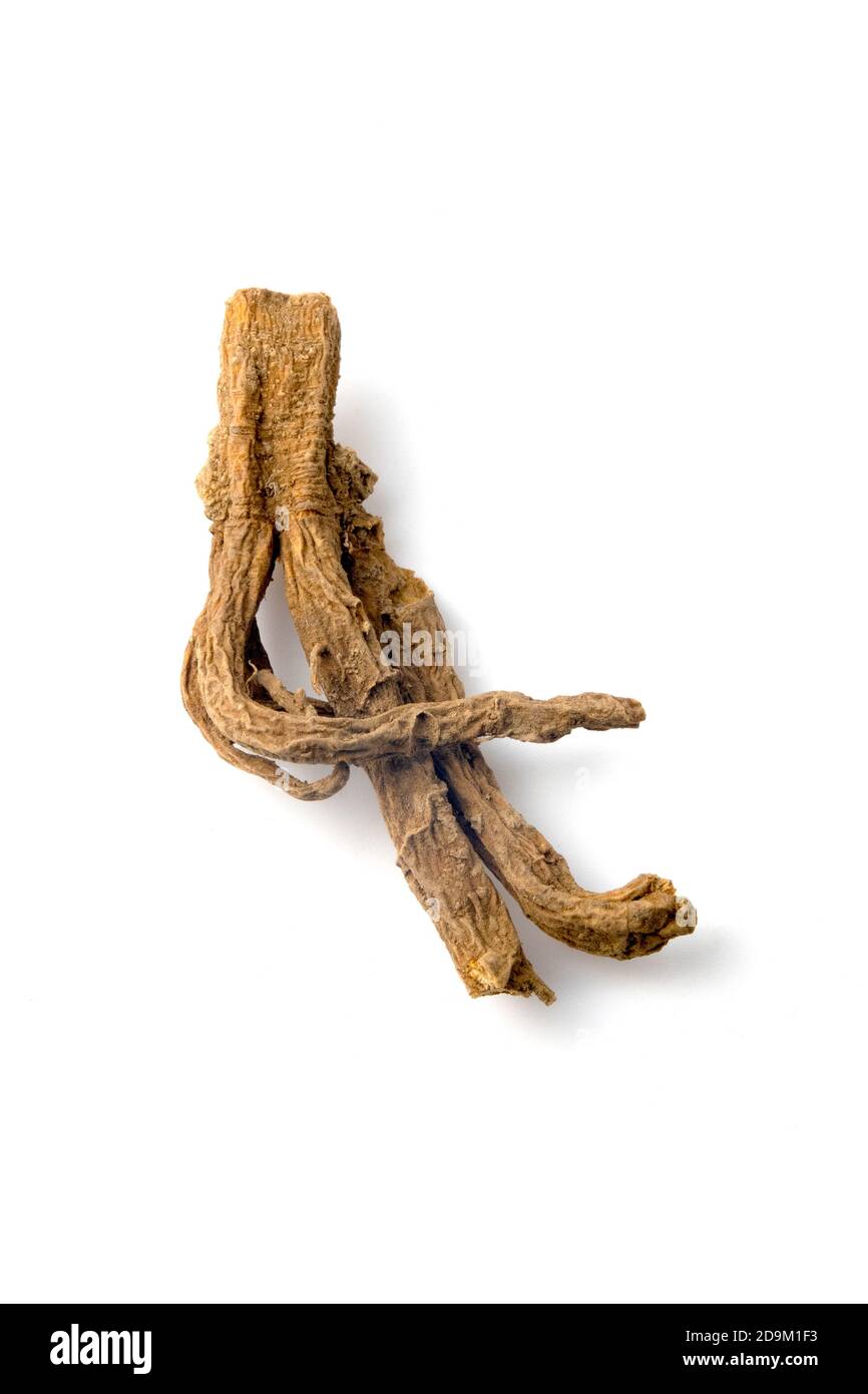 Root of great yellow gentian (Gentiana lutea) on a white background Stock Photo