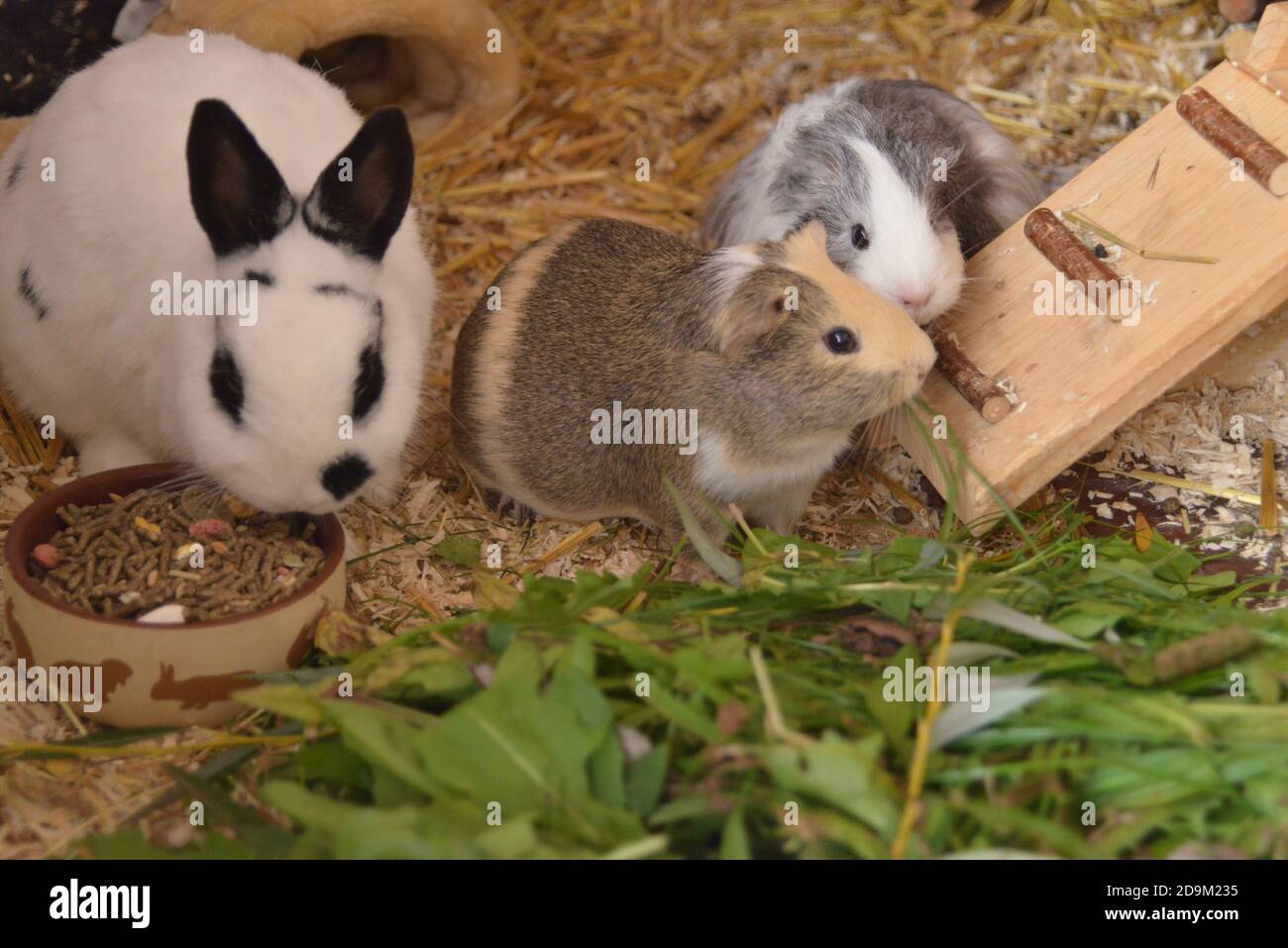 Rabbits and guinea pigs live together Stock Photo Alamy