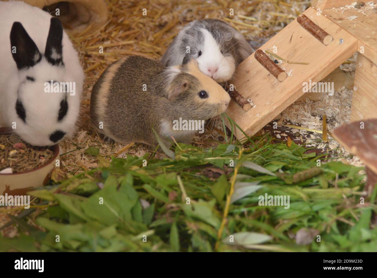 Rabbits and guinea pigs live together Stock Photo Alamy