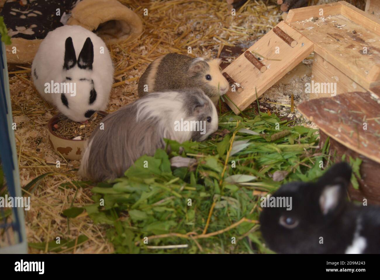 Rabbits and guinea pigs live together Stock Photo Alamy