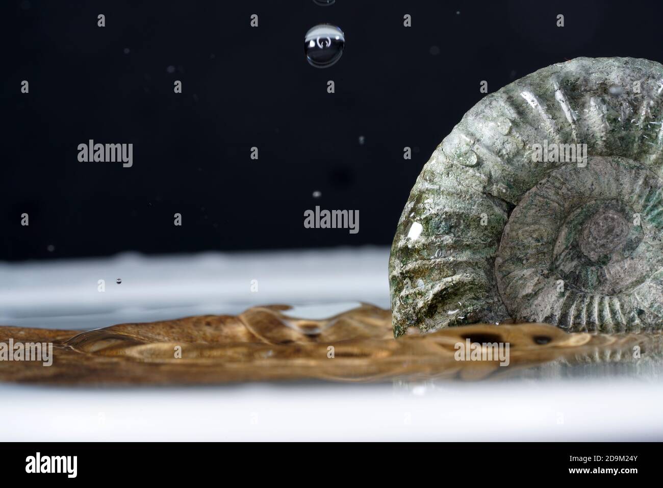 Closeup shot of ammonite displayed in a museum Stock Photo
