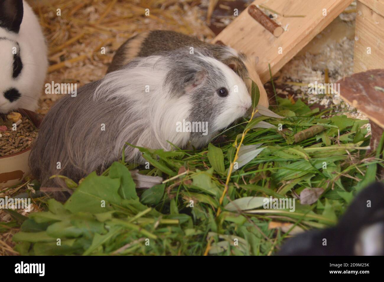 Rabbits and guinea pigs live together Stock Photo Alamy