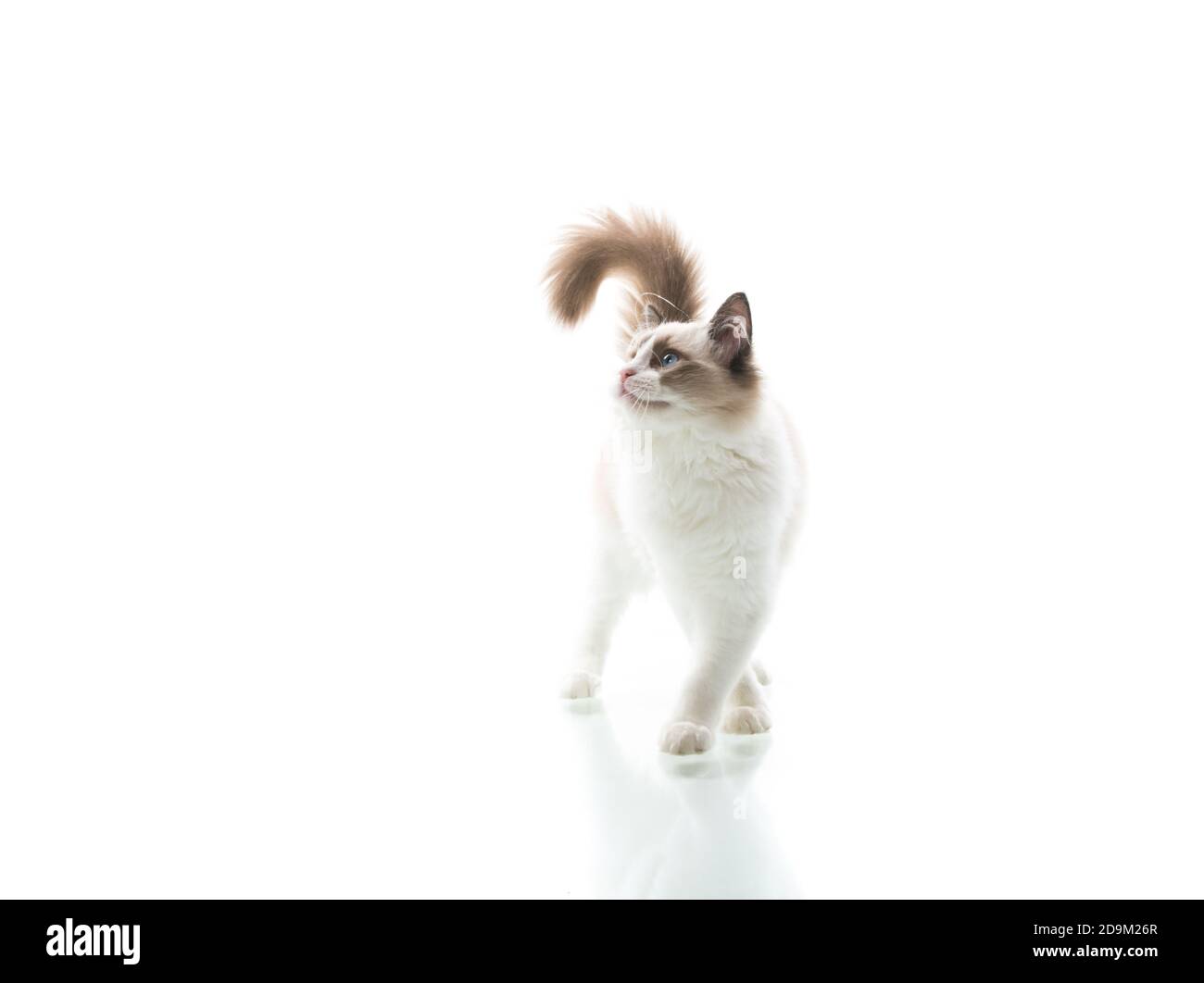 Young beautiful Ragdoll cat on white background Stock Photo - Alamy