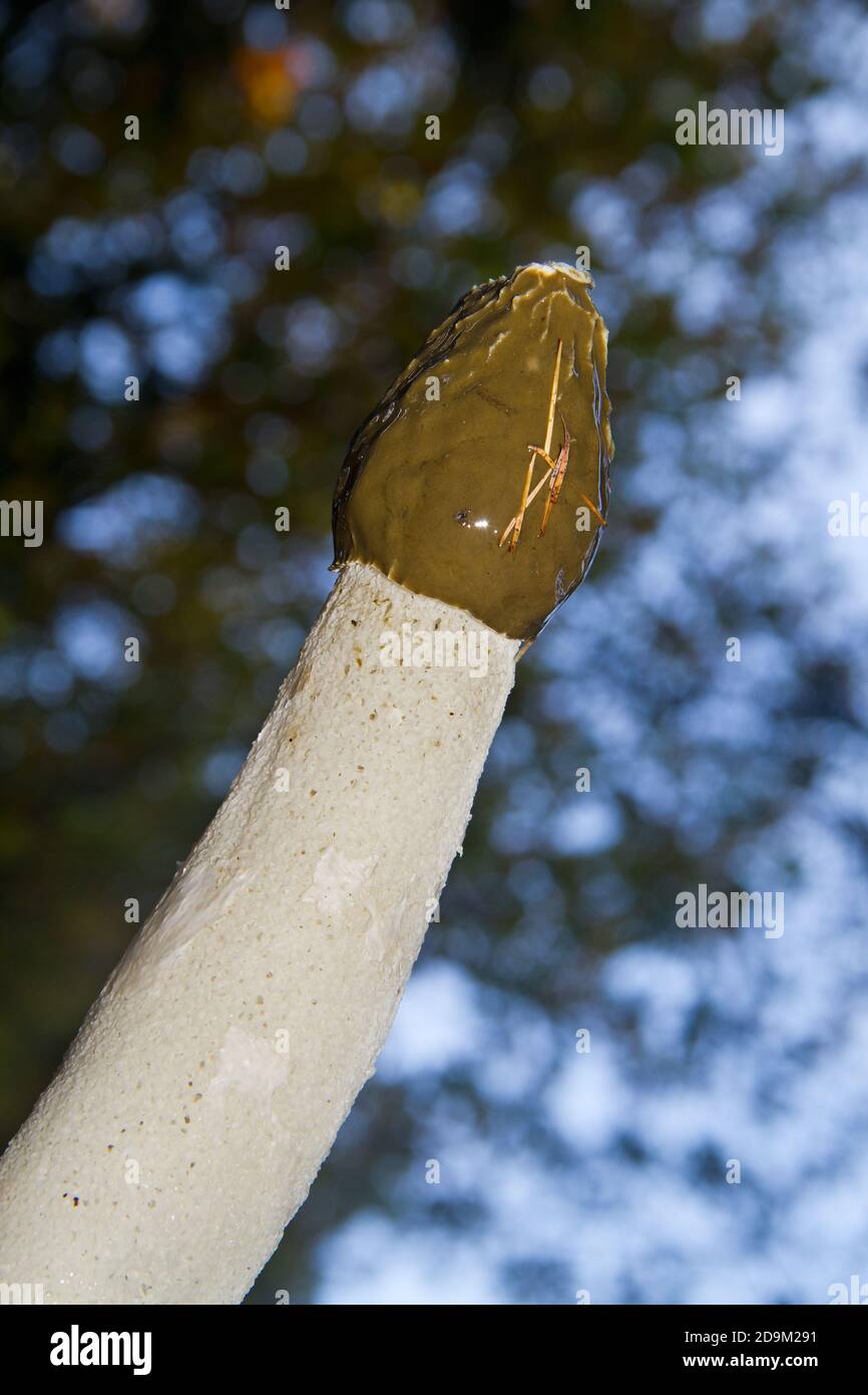 Big slimy Common stinkhorn, Phallus impudicus, in a forest Stock Photo
