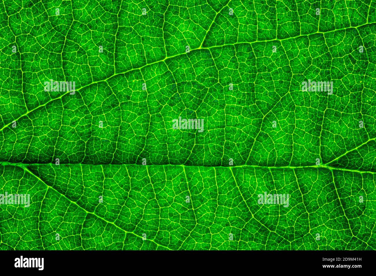 Texture of a green and yellow colorful autumn leaf use as natural ...