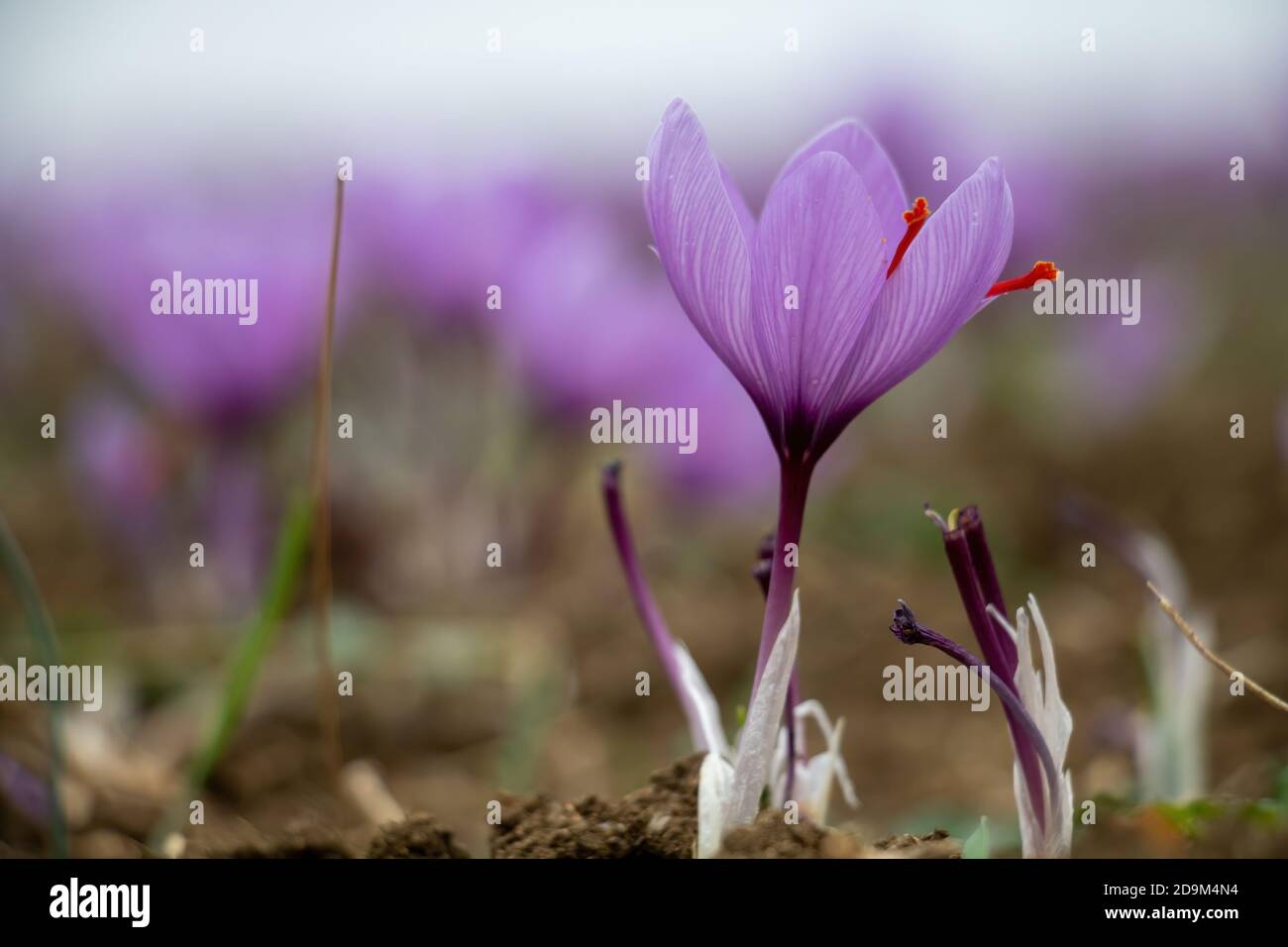 Saffron flowers in the field. Crocus sativus, commonly known as saffron crocus, delicate violet petals plant on ground, closeup view Stock Photo