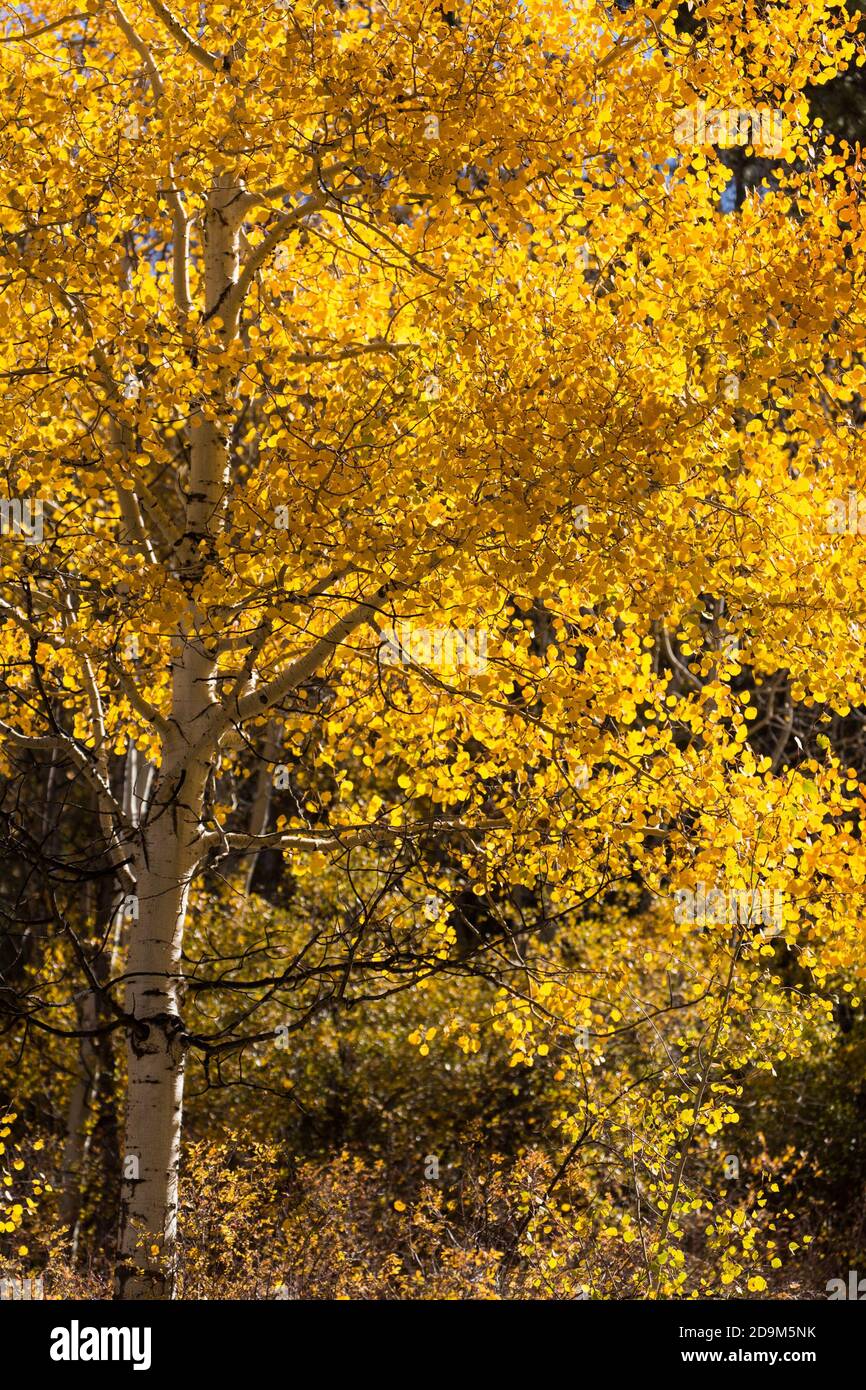 Aspen trees in fall color on the Hell's Backbone Road in southcentral Utah, USA. Stock Photo