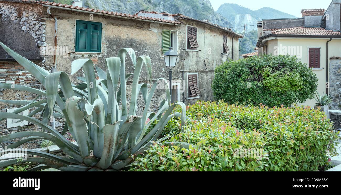 large aloe plant in garden at historical touristic village, shot in bright  light at Colonnata, Carrara, Apuane, Tuscany, Italy Stock Photo - Alamy