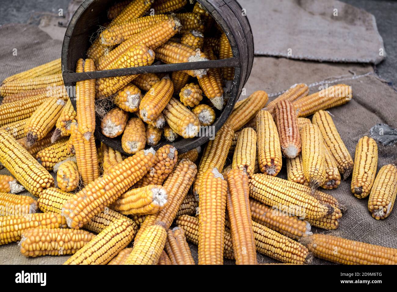 Bushel Of Corn High Resolution Stock Photography and Images Alamy