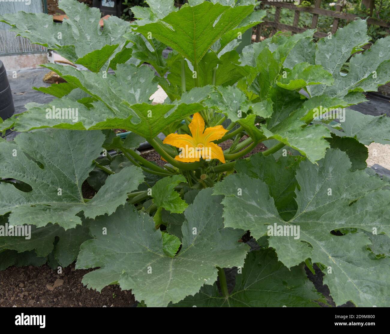 Home Grown Organic Courgette or Zucchini Plant (Cucurbita pepo) on an