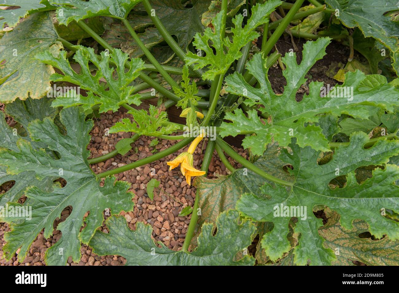 Home Grown Organic Courgette or Zucchini Plant (Cucurbita pepo) on an