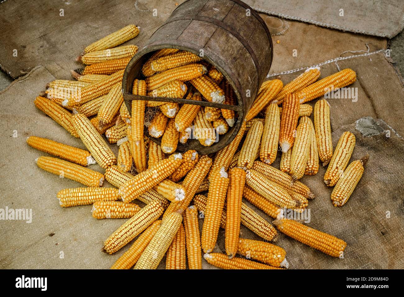 old wooden bushel with dried corn Stock Photo Alamy
