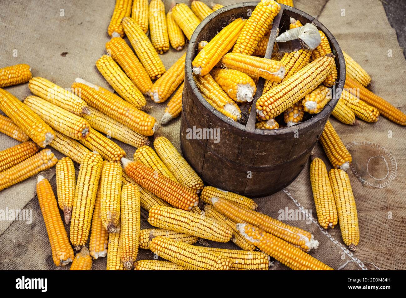 Bushel Of Corn High Resolution Stock Photography and Images Alamy