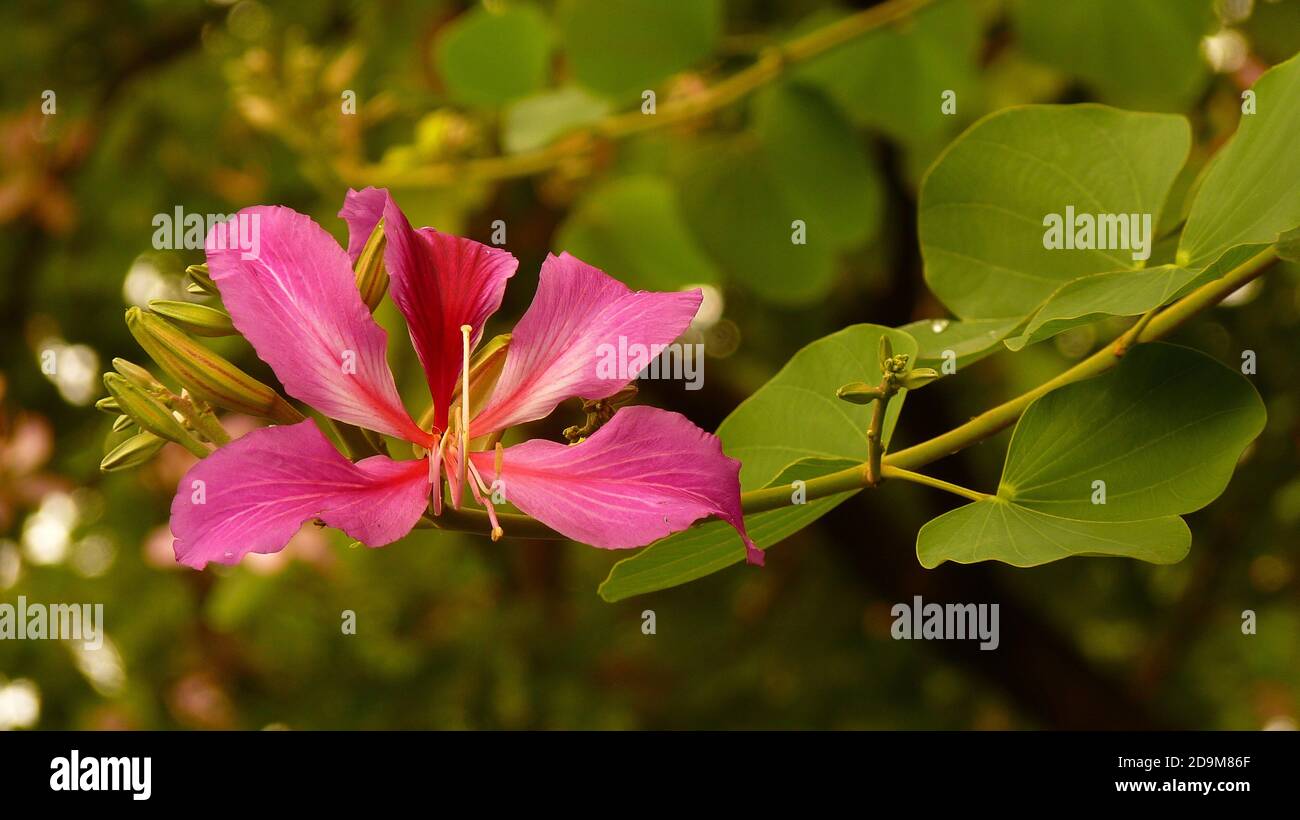Selective focus shot of pink Hongkong orchid tree flower grown in a botanical garden Stock Photo