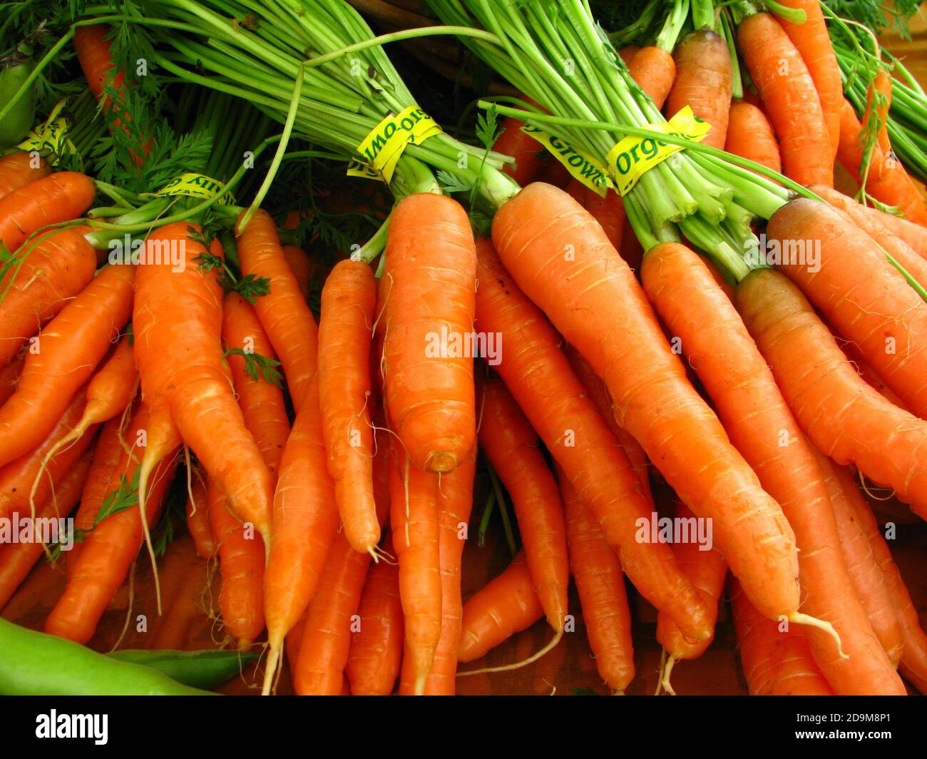 Closeup shot of fresh bundles of carrots with yellow tape displayed in a grocery Stock Photo