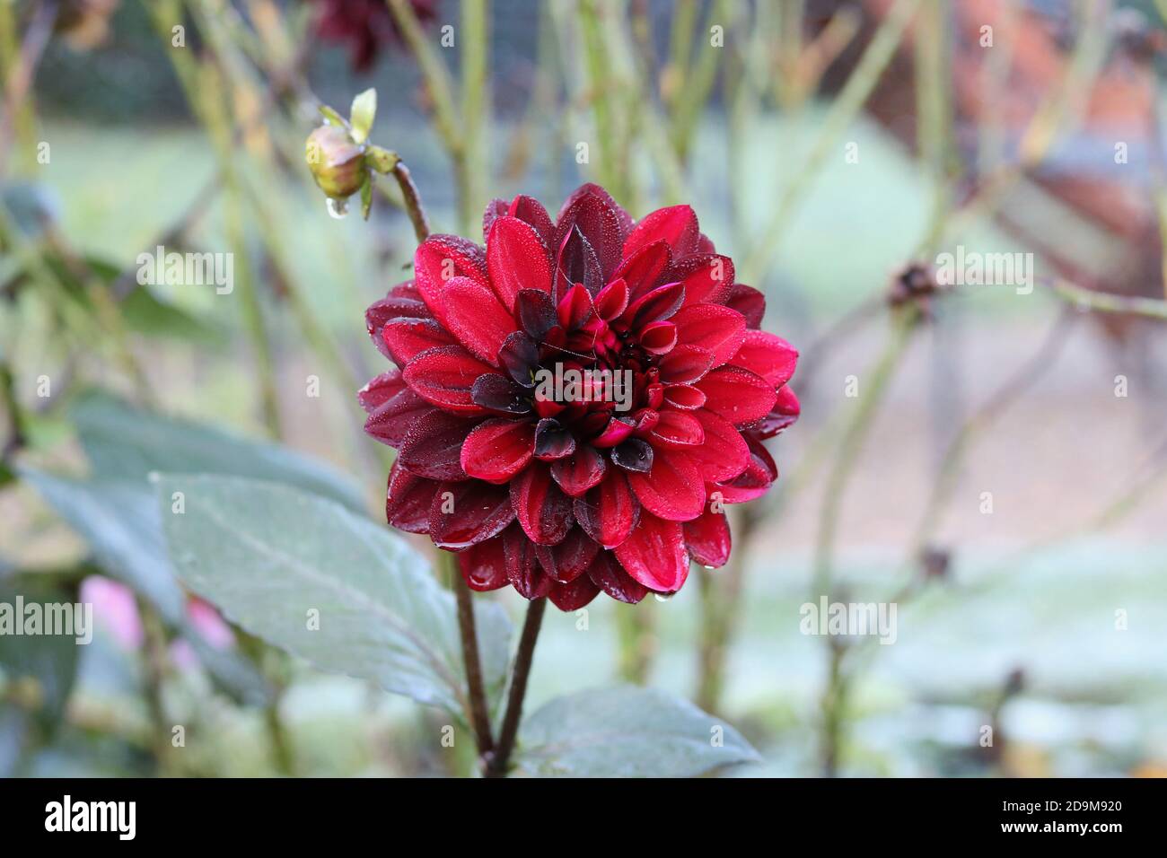 Single dahlia with varying shades of light and dark red Stock Photo