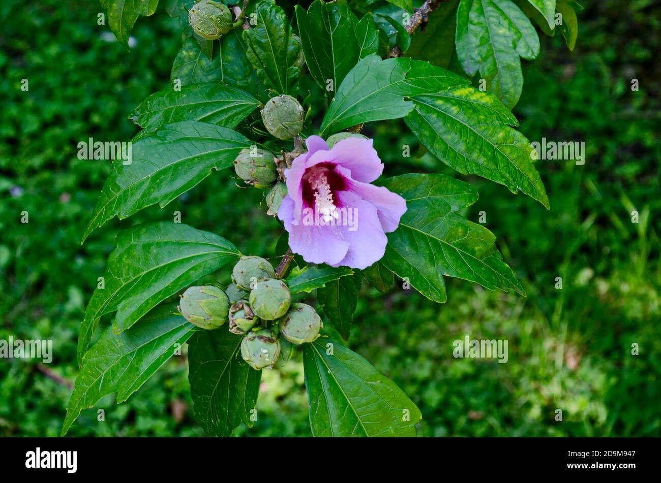 Close up single sweet white and pink hibiscus rosa sinensis flowers blooming on nature ornamental green leaves , Sofia, Bulgaria Stock Photo